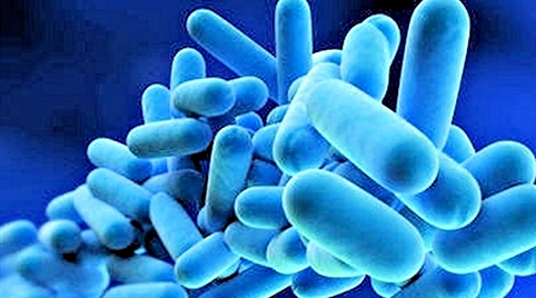 bacterie legionelle