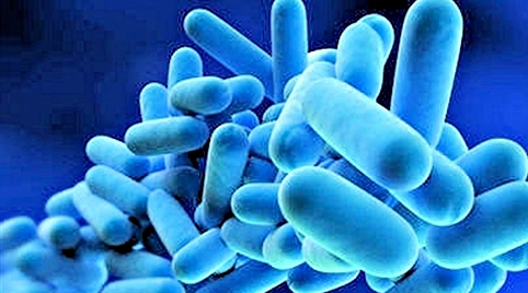 Legionella 